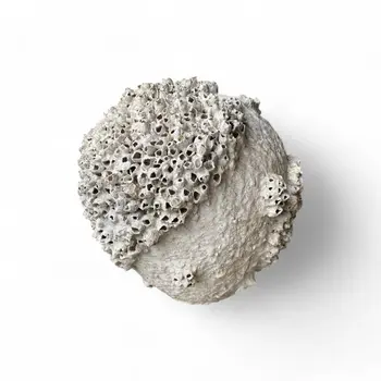 Marine Essence Coral Vase