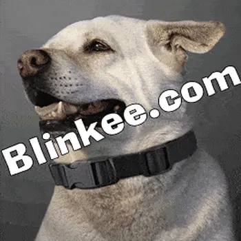 Flashing Dog Collar