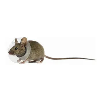 Elizabethan Collar for Rodents KVP Transparent 5.75-7.5 cm