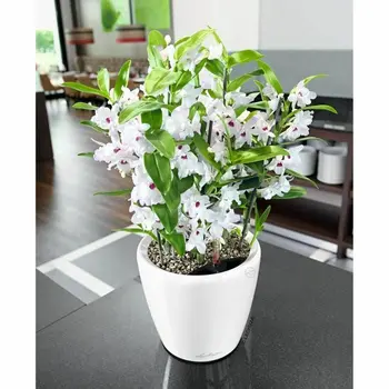 Plant pot Lechuza