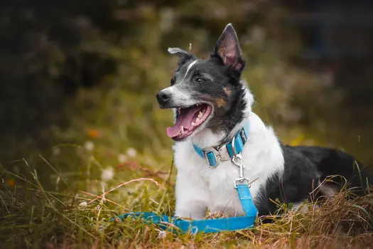 Robust Set (Dog Collar & Dog Lead Set) - by Jaegr Dogwear