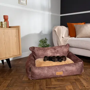 Kensington Box Dog Bed (in Cream, Chocolate, Navy or Grey) by Scruffs