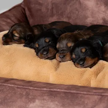 Kensington Box Dog Bed (in Cream, Chocolate, Navy or Grey) by Scruffs
