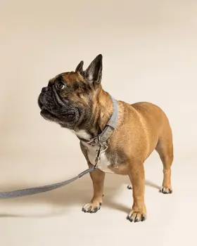 “Dalton” Fabric & Leather Dog Collar – by Ralph & Co