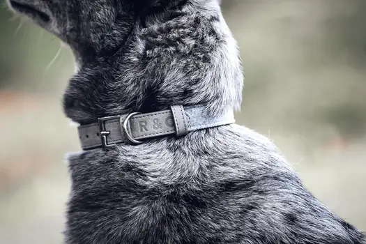 “Dalton” Fabric & Leather Dog Collar – by Ralph & Co