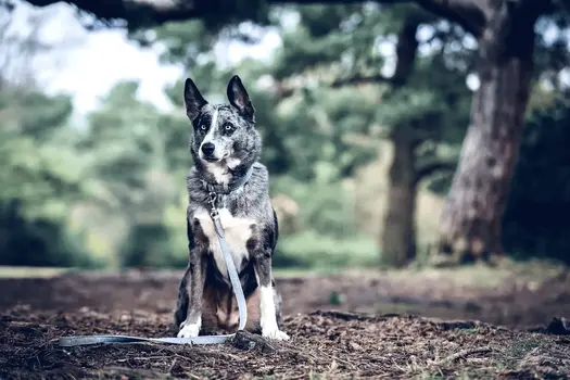“Dalton” Fabric & Leather Dog Collar – by Ralph & Co