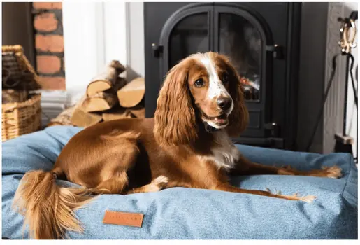 “Rayleigh” Chenille Pillow Dog Bed – by Ralph & Co