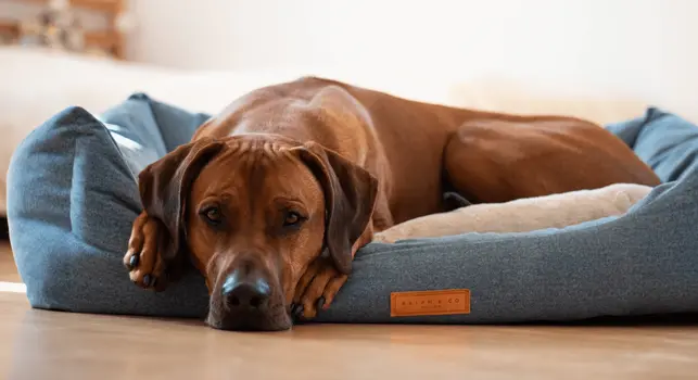 “Rayleigh” Chenille Nest Dog Bed – by Ralph & Co