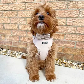 Dog Harness (Full Set) (Cashmere) – Dog Harness, Dog Collar, Dog Lead, Dog Poo Holder, Dog Bow Tie – by Furry Tails