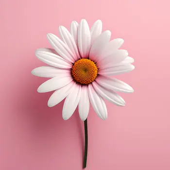 Minimalist White Daisy on Pink Background 8”x8” Art Print
