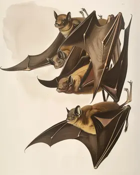 Bat Gathering 8"x10" Art Print