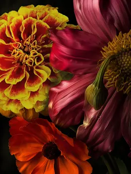 October Cosmos and Marigold Birth Flowers 8"x10" Art Print