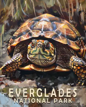 Box Turtle - Everglades Souvenir Home Decor Wall Art Prints – 8″x10″ Artwork – 11″x14″ Matte