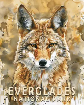 Coyote - Everglades Souvenir Home Decor Wall Art Prints – 8″x10″ Artwork – 11″x14″ Matte