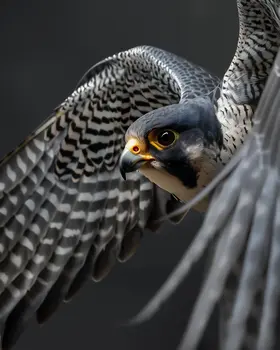 Flying Peregrine Falcon - Mowbi's Wildlife  8"x10" Art Print Collection