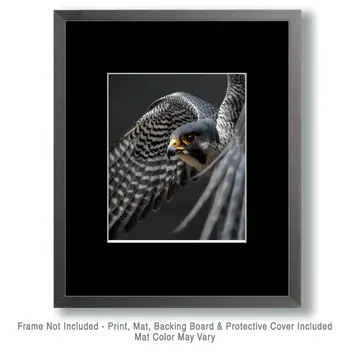 Flying Peregrine Falcon - Mowbi's Wildlife  8"x10" Art Print Collection