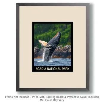 Whale - Acadia Maine Souvenir Home Decor Wall Art Prints – 8″x10″ Artwork – 11″x14″ Mat