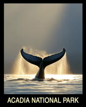 Whale Tail - Acadia Maine Souvenir Home Decor Wall Art Prints – 8″x10″ Artwork – 11″x14″ Mat