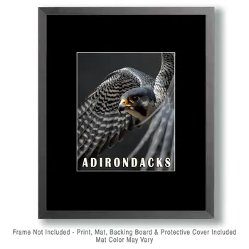 Peregrine Falcon - Adirondack State Park Souvenir Home Decor Wall Art Prints – 8″x10″ Artwork – 11″x14″ Matte