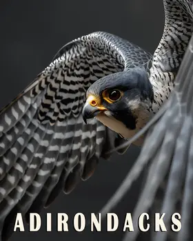 Peregrine Falcon - Adirondack State Park Souvenir Home Decor Wall Art Prints – 8″x10″ Artwork – 11″x14″ Matte