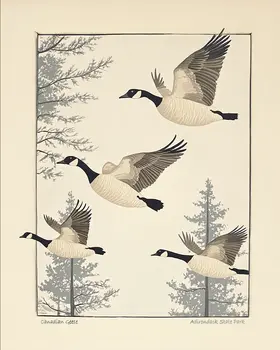 Canadian Geese Taking Flight - Adirondack State Park Souvenir Home Decor Wall Art Prints – 8″x10″ Artwork – 11″x14″ Matte