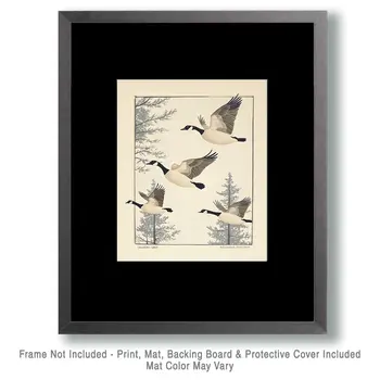 Canadian Geese Taking Flight - Adirondack State Park Souvenir Home Decor Wall Art Prints – 8″x10″ Artwork – 11″x14″ Matte