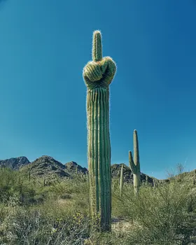 Saguaro Giving the Finger - Western and Southwestern Art Prints – 8″x10″ Artwork for 11″x14″ Frame