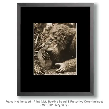 Reasoning with a Snake - Bigfoot Art Prints – 8″x10″ Artwork in 11″x14″ Mat