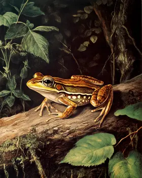 Antique Style Frog - Vintage Animal Wall Art Prints – 8″x10″ Artwork for 11″x14″ Frame