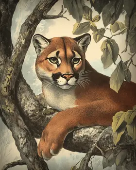 Antique Style Mountain Lion - Vintage Animal Wall Art Prints – 8″x10″ Artwork for 11″x14″ Frame