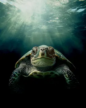 Turtle Lurking - Wildlife Wall Art Prints – 8″x10″ Artwork for 11″x14″ Frame