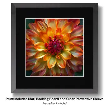Flowering Desert Cactus with Pink Flowers 8"x10" Floral Art Print for 11"x14" Frame
