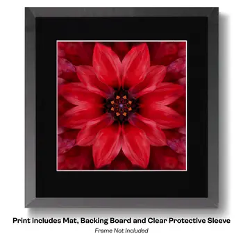 Flowering Desert Cactus with Pink Flowers 8"x10" Floral Art Print for 11"x14" Frame