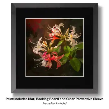 Flowering Desert Cactus with Pink Flowers 8"x10" Floral Art Print for 11"x14" Frame
