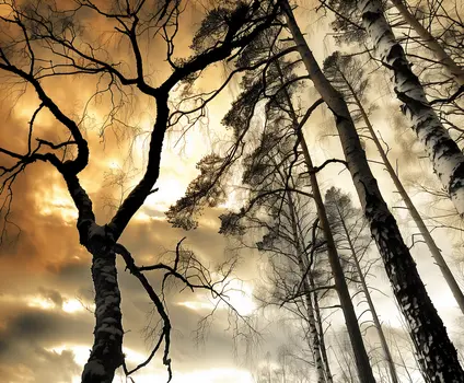 Lacy Tree Silhouette - Wall Art Print - Moody Ethereal Landscapes - 10"x8" Artwork - 14"x11" Mat