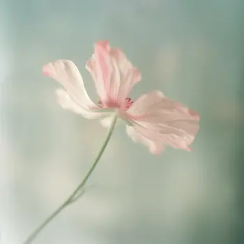 Soft Focus Pink Flower 8"x8" Art Print for 12"x12" Frame
