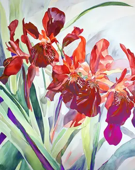 Two-Toned Iris Flowers 8"x8" Art Print for 12"x12" Frame