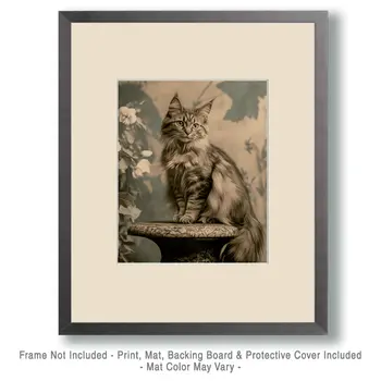 Black and White Maine Coon Cat - Pet Cat Still Life Wall Art Prints – 8″x10″ Artwork for 11″x14″ Frame