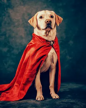 Loyal Labrador Retriever Friend and Hero - Pet Superheros Art Prints – 8″x10″ Artwork for 11″x14″ Frame