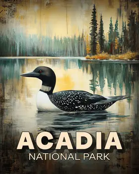 Maine Loon - Acadia National Park Souvenir Art Prints - 8"x10" Artwork for 11"x14" Frame