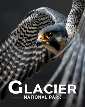 Flying Peregrine Falcon - Glacier Souvenir Art Prints - 8"x10" Artwork for 11"x14" Frame