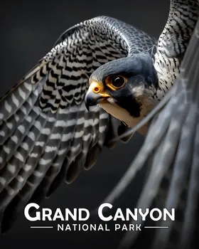 Peregrine Falcon - Grand Canyon Souvenir Art Prints - 8"x10" Artwork for 11"x14" Frame