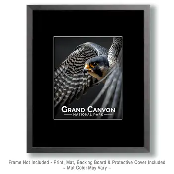 Peregrine Falcon - Grand Canyon Souvenir Art Prints - 8"x10" Artwork for 11"x14" Frame
