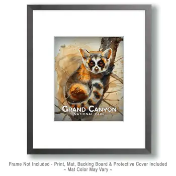 Ringtail - Grand Canyon Souvenir Art Prints - 8"x10" Artwork for 11"x14" Frame