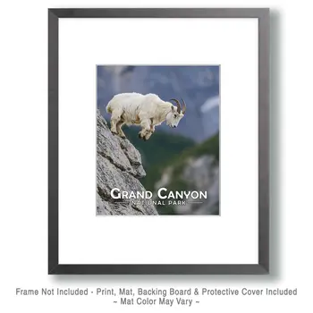 Mountain Goat - Grand Canyon Souvenir Art Prints - 8"x10" Artwork for 11"x14" Frame
