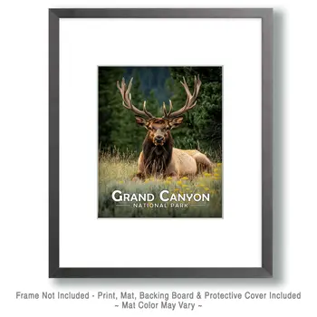 Relaxing Bull Elk - Grand Canyon Souvenir Art Prints - 8"x10" Artwork for 11"x14" Frame