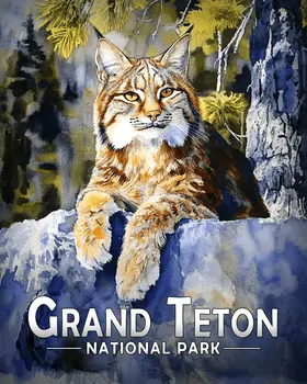 Canadian Lynx - Grand Tetons Souvenir Art Prints - 8"x10" Artwork for 11"x14" Frame