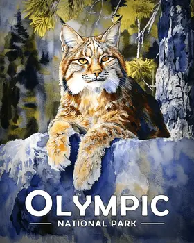 Resting Bobcat - Olympic Souvenir Art Prints - 8"x10" Artwork for 11"x14" Frame
