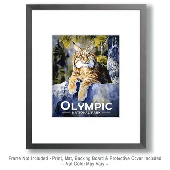 Resting Bobcat - Olympic Souvenir Art Prints - 8"x10" Artwork for 11"x14" Frame