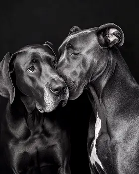 Great Dane Friends - Pet Dog Still Life Wall Art Prints – 8″x10″ Artwork for 11″x14″ Frame
